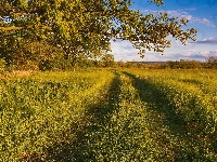 Gałęzie, Łąka, Droga, Trawa, Lato, Drzewa