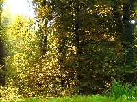 Trawa, Ogród, Drzewa, Jesień