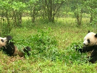 Drzewa, Dwie, Pandy, Trawa