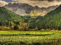 Góry, Trawa, Las