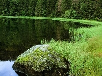 Trawa, Jezioro, Kamień, Las