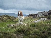 Kamienie, Basset, Hound, Trawa