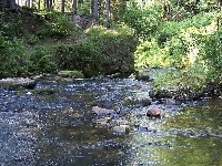 Trawa, Woda, Kamienie, Las