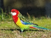 Kolorowa, Trawa, Papuga
