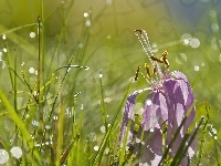 Trawa, Wody, Przekwitnięty, Krokus, Krople