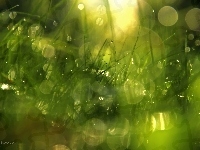 Krople, Trawa, Bokeh
