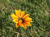 Trawa, Gazania, Kwiat