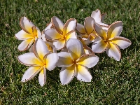 Trawa, Plumeria, Kwiaty