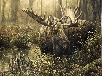 Trawa, Łoś, Las, Woda