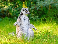 Trawa, Siedzący, Lemur