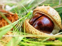 Łupina, Kasztan, Pęknięta, Trawa