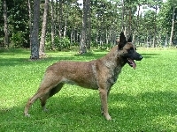 trawa, Owczarek belgijski Malinois, drzewa