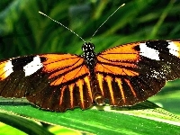 Trawa, Motyl