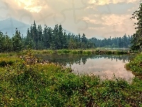 Alaska, Drzewa, Trawa, Park Narodowy Denali, Jezioro, Stany Zjednoczone, Lasy, Góry
