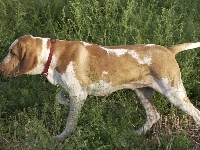 czerwona, trawa, Wyżeł włoski krótkowłosy, Bracco italiano, obroża