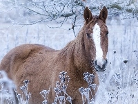 Trawa, Koń, Oszroniona, Gałęzie