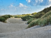 Trawa, Plaża, Piasek