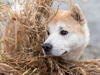 Mordka, Trawa, Pies, Akita inu