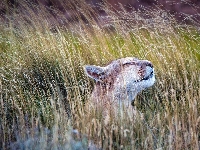 Trawa, Puma
