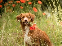 Maki, Pies, Retriever z Nowej Szkocji, Trawa Retriever z Nowej Szkocji