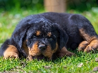 Trawa, Szczeniak, Rottweiler
