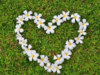 Serce, Kwiat, Plumeria, Trawa