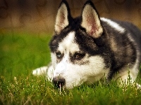 Siberian, Trawa, Husky