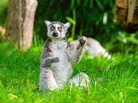 Trawa, Lemur, Siedzący