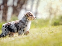 Szczeniak, Trawa, Owczarek australijski, Australian shepherd, Łąka