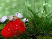 Trawa, Bokeh, Ślimak, Truskawka, Makro