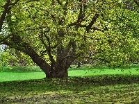 Rozłożyste, Trawnik, Drzewo