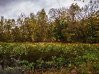 Drzewa, Jesień, Bagno, Trawy