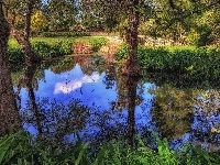 Trawy, Jezioro, Drzewa, Odbicie