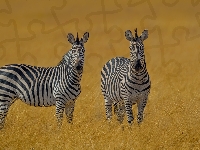 Trawy, Zebry, Dwie