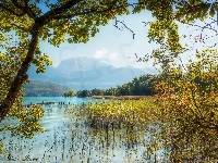 Trawy, Góry, Jezioro, Drzewa