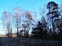 Trawy, Polana, Las, Drzewa