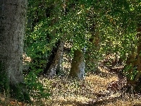 Trawy, Las, Liściasty, Drzewa