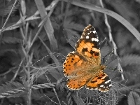 Trawy, Piękny, Motyl, Las