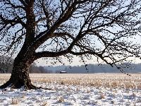 Pole, Zima, Ośnieżone, Trawy, Drzewo, Stare, Suche