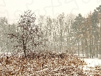 Trawy, Poznań, Zima, Drzewa, Park Sołacki