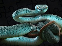 Żmija, Niebieska, Trimeresurus insularis