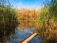 Trzcina, Jesień, Drzewa, Staw