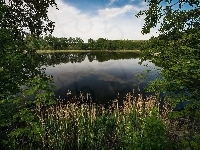 Trzciny, Jezioro, Drzewa, Rośliny