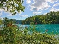 Trzciny, Drzewa, Rzeka, Lato, Trawy