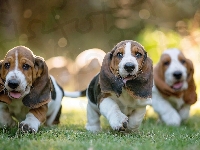 Basset Hound, Szczeniaki, Trzy
