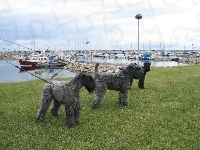 trzy, Kerry blue terrier