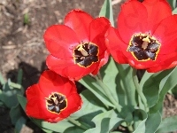 Czerwone, Trzy, Tulipany