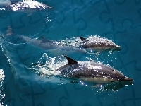 Delfinki, Trzy, Woda