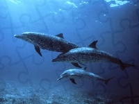 trzy Delfiny