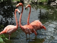Flamingi, Trzy, Woda